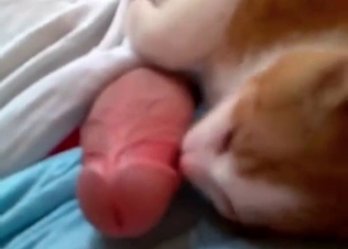 Brutal zoophile is playing with a cat