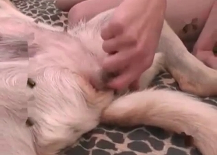 Juicy puppy is enjoying anal penetration