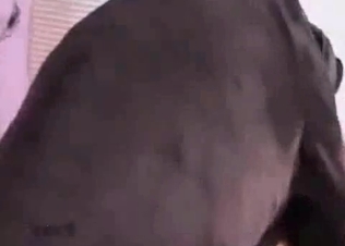 Muscular animal is showing its fuck skills