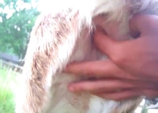 Watch this zoophile pushing fingers in a beast's ass