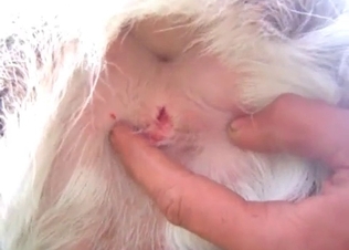Watch this zoophile pushing fingers in a beast's ass
