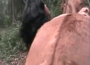 Wild horse is satisfying a zoophile