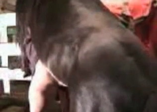 Horny model is pleasing a stallion