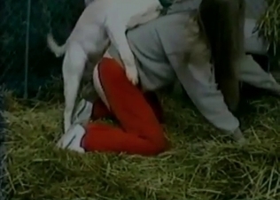 Wild doggy can't wait to have animal sex