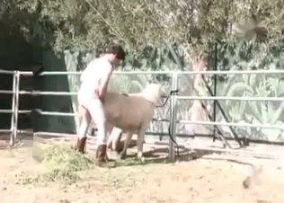 Lovely horse is always ready for hardcore fuck