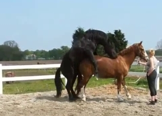 Big black horse fucks a brown pony