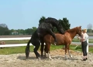 Big black horse fucks a brown pony