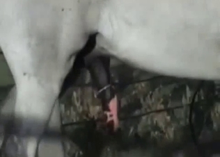 Horse dick becomes horny as fuck