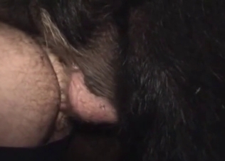 Wild boar fucks in exotic bestiality XXX