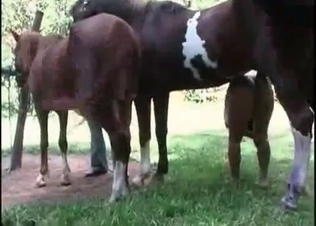 Extremely wild animal sex