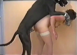 Tall black dog and a busty babe enjoy bestiality XXX