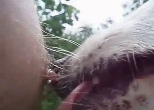 Sexy doggy is licking my nipple in closeup