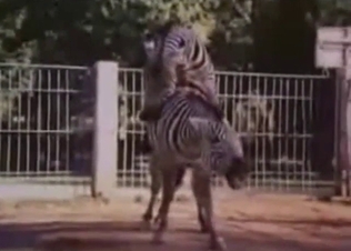 Bestiality sex tape with two zebras fucking hard