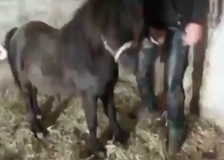 She wants this horse to bang her hard
