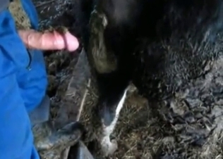 zoophile is fucking a stallion and shitting on it