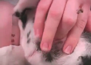 Small puppy gets its asshole penetrated hard