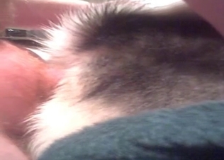 Ass fucking with a sweet dog