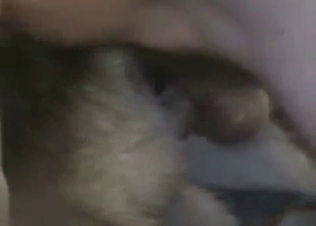 Close up animal fuck clip featuring a puppy
