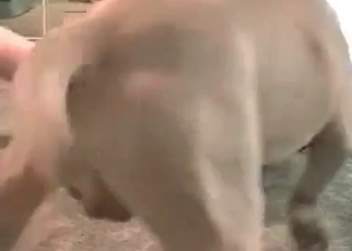 Powerful hound is giving sensual cunnilingus