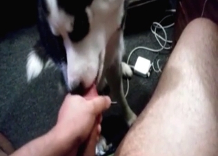 Oral fuck clip starring this lovely puppy