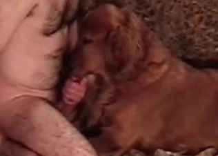 Sexy doggy is practicing oral sex