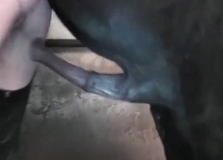 Dark-haired whore is playing with a stallion
