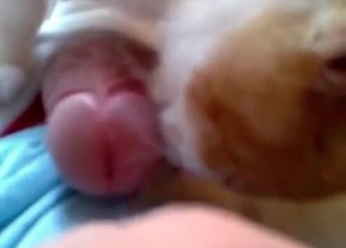 Brutal zoophile is playing with a cat