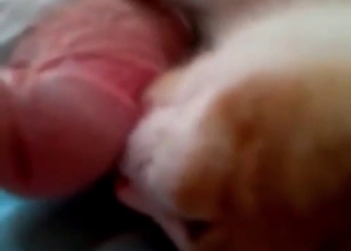 Brutal zoophile is playing with a cat