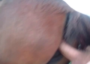 This stallion loves having ass fucking