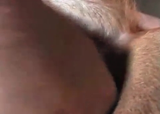Deep anal penetration with a stallion