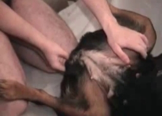 This puppy's asshole is getting penetrated