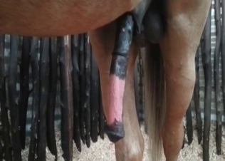 She is going crazy about this stallion's huge cock