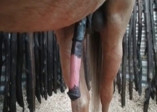 She is going crazy about this stallion's huge cock