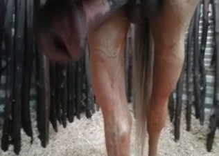 She is going crazy about this stallion's huge cock