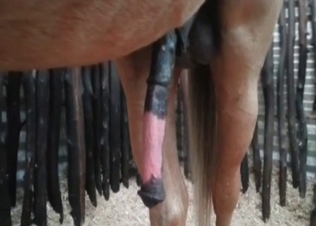 She is going crazy about this stallion's huge cock
