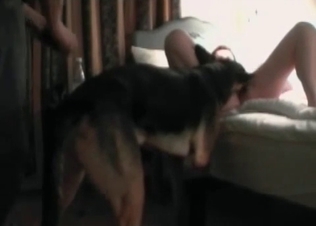 Dirty dog can't stop tasting her cunt
