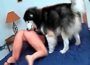 Unstoppable hound is tasting her cunt