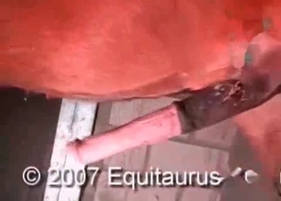 Wild animal fuck clip starring the young zoophile