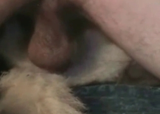 Adorable slut is satisfying a hound