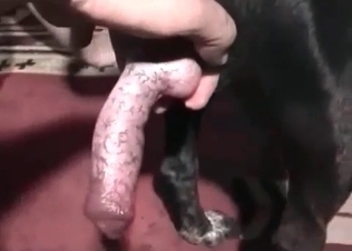 You can watch this HQ zoo fuck clip for free