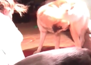 You can watch this HQ zoo fuck clip for free