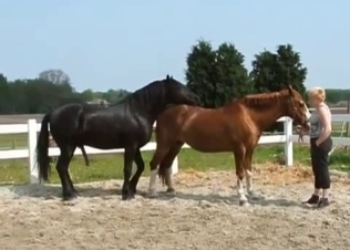Big black horse fucks a brown pony