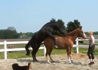 Big black horse fucks a brown pony