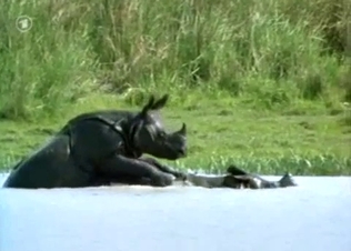 Wild African rhinos fuck in the river