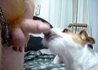 Innocent retriever licks my soft wiener
