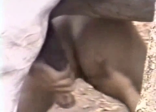 Rider gets nailed hard by real stallion