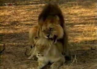 Lioness got fucked by real wild lion