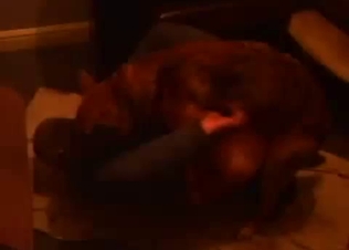 My hubby fucks with Labrador in doggy pose