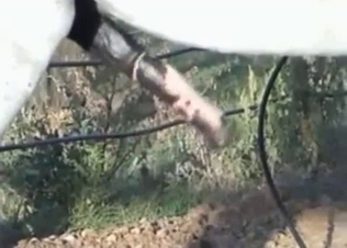 Horse dick becomes horny as fuck