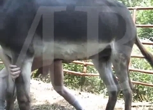 Skinny farmer is fucking with his pony